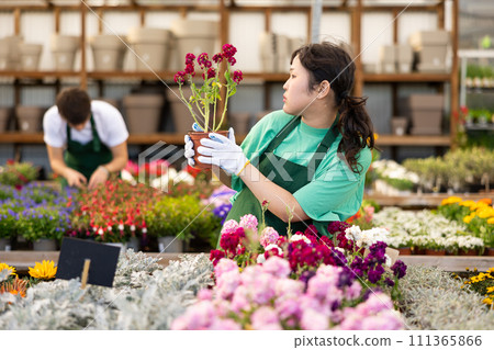 female worker in flower shop gets acquainted with assortment and carefully viewes Levkoy 111365866