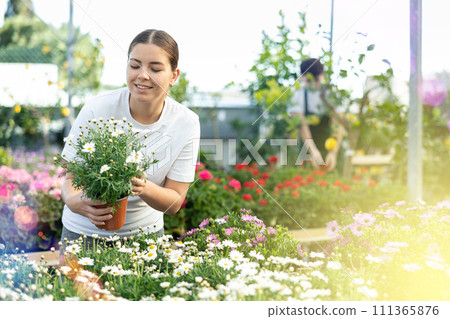 Positive young woman choosing potted Argyranthemum Frutescens flowers while shopping for house in greenhouse Positive young woman choosing potted Argyranthemum Frutescens flowers while shopping for house in greenhouse 111365876