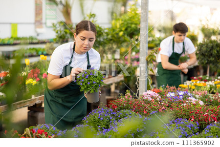 Young salesgirl preparing for sale potted Lobelia erinus in store Young salesgirl preparing for sale potted Lobelia erinus in store 111365902