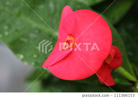 spurge flowers and raindrops 111366153