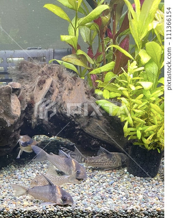 Aquarium Tropical Fish Tank Corydoras Resex 111366154