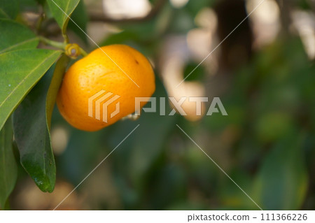 橘子樹上成熟的橘子 2 橘子樹上成熟的橘子 2 111366226