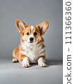 可愛的小狗柯基犬 111366360