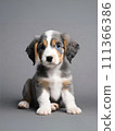 Koikerkhondier 小狗俯臥 111366386