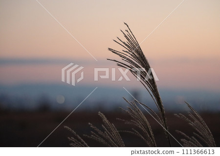 Pampas grass with the autumn city in the background 111366613