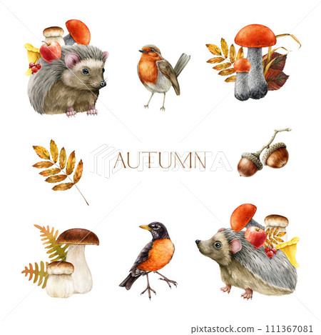 Autumn season decoration set. Watercolor painted illustration. Hedgehog, backyard birds, forest mushrooms, berries, fallen leaves. Autumn cozy decor in warm colors. Fall season forest element set 111367081
