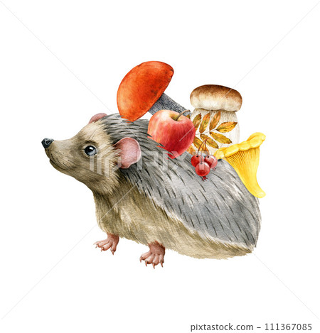Hedgehog with autumn harvest decor. Watercolor painted illustration. Hedgehog with mushrooms, apple on the back spines. Autumn season cozy decoration. Cute forest animal fall decoration isolated 111367085