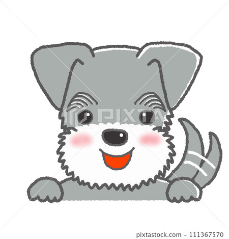 Miniature Schnauzer with a happy expression Miniature Schnauzer with a happy expression 111367570