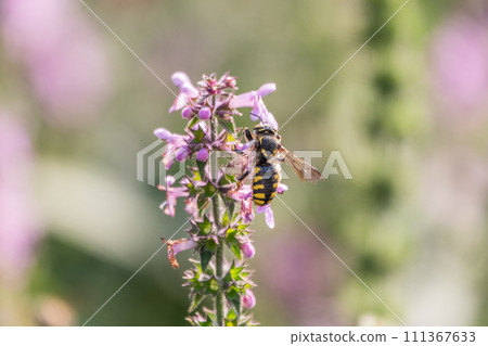 A bee collects pollen on Purple Betony flowers or Betony, Wood Betony, Bishopwort, Bishop's Wort. A bee collects pollen on Purple Betony flowers or Betony, Wood Betony, Bishopwort, Bishop's Wort. 111367633