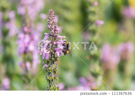A bee collects pollen on Purple Betony flowers or Betony, Wood Betony, Bishopwort, Bishop's Wort. 111367636