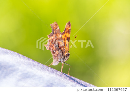Orange colored butterfly (Polygonia c-album) resting 111367637