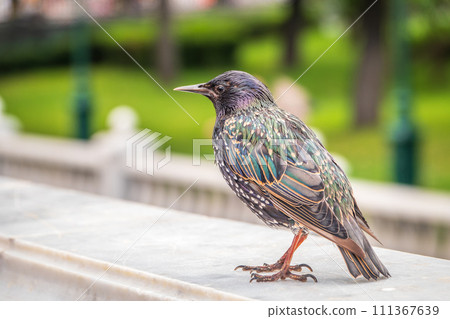 The common starling or Sturnus vulgaris or the European starling. Sitting on the fence in the garden in springtime. 111367639