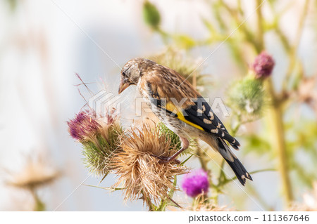 European goldfinch with juvenile plumage, feeding on the seeds of thistles. Carduelis carduelis. 111367646