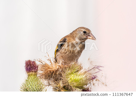 European goldfinch with juvenile plumage, feeding on the seeds of thistles. Carduelis carduelis. 111367647