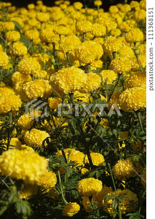 Marigold flowers in the garden. Marigold is a genus of flowering plants Marigold flowers in the garden. Marigold is a genus of flowering plants 111368151