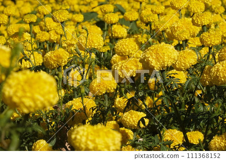 Marigold flowers in the garden. Marigold is a genus of flowering plants Marigold flowers in the garden. Marigold is a genus of flowering plants 111368152