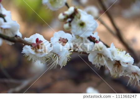 plum plum 111368247