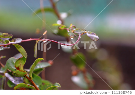 山茶花枝 111368746