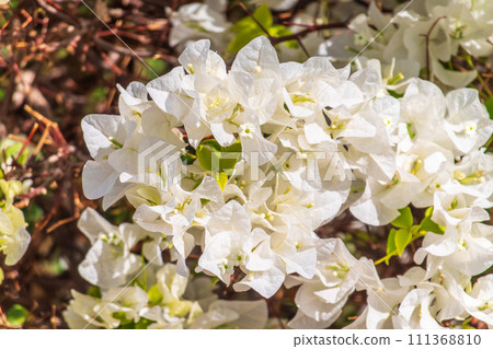 White Bougainvillea. White Flowers. Beautiful bloomed white flowered bougainvillea. White Bougainvillea. White Flowers. Beautiful bloomed white flowered bougainvillea. 111368810