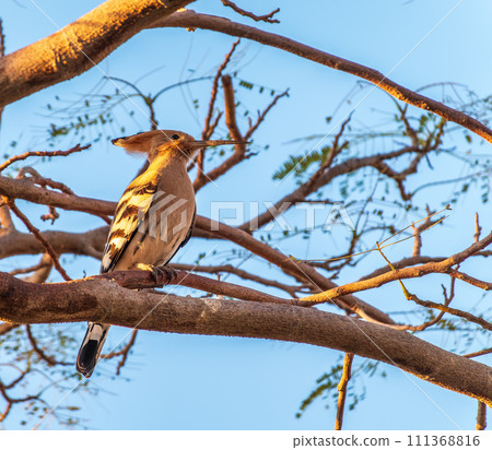 Eurasian Hoopoe, Upupa epops, on a dry tree branch. Eurasian Hoopoe, Upupa epops, on a dry tree branch. 111368816