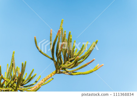 Needles of evergreen tree Araucaria araucana,commonly called the Monkey Puzzle Tree, Monkey Tail Tree or Chilean Pine 111368834