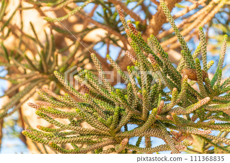 Needles of evergreen tree Araucaria araucana,commonly called the Monkey Puzzle Tree, Monkey Tail Tree or Chilean Pine 111368835