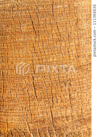 Palm tree bark tropical texture. Cracked wood texture background. Closeup palm bark 111368838