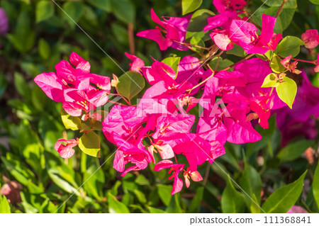 Bougainvillea, Paper flower Bougainvillea hybrida soft focus with blurry background Bougainvillea, Paper flower Bougainvillea hybrida soft focus with blurry background 111368841