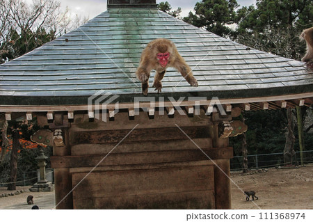 Takasaki mountain monkey 111368974