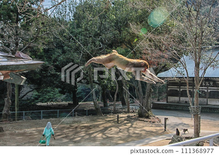 Takasaki mountain monkey Takasaki mountain monkey 111368977