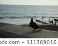 海邊的鳥 111369016