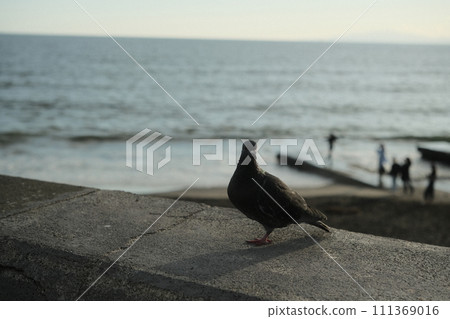海邊的鳥 111369016