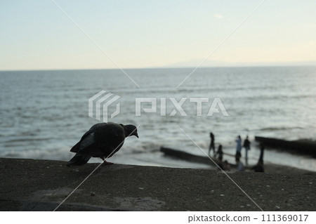 Seaside bird Seaside bird 111369017