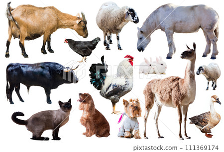 domestic animals collection domestic animals collection 111369174