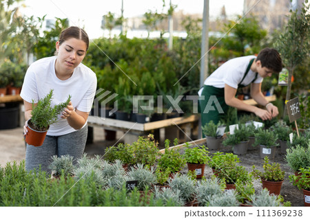 Young woman choosing green potted rosemary in greenhouse Young woman choosing green potted rosemary in greenhouse 111369238