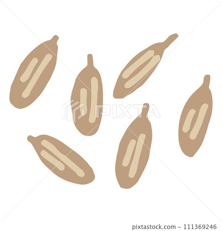 小茴香的插圖(無名字) 小茴香的插圖(無名字) 111369246