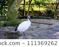 一隻鳥 111369262