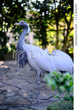 bird bird 111369263