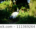 一隻鳥 111369264