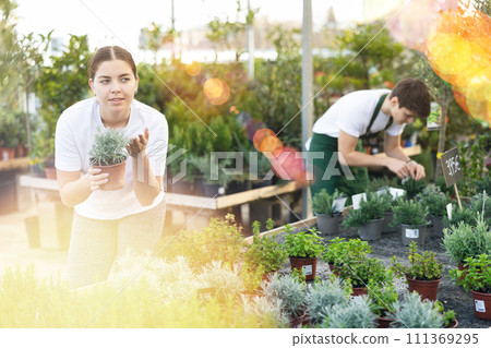 Young woman choosing potted silver lavender in garden store 111369295