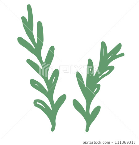 Illustration of rosemary (no name) Illustration of rosemary (no name) 111369315