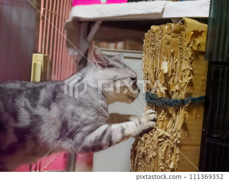 Cat sharpening its claws with cardboard 111369352