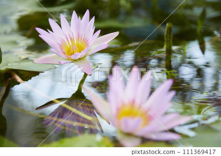 兩輪睡蓮 兩輪睡蓮 111369417