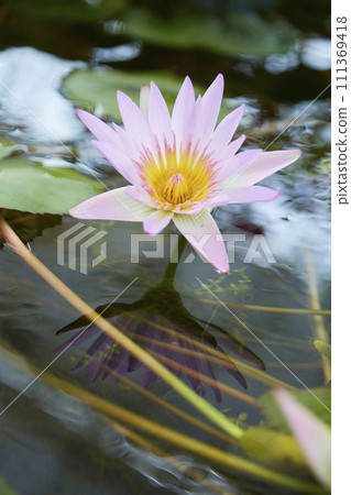 生長在池塘裡的睡蓮 生長在池塘裡的睡蓮 111369418