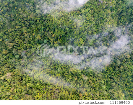 Tropical forests can absorb large amounts of carbon dioxide from the atmosphere. 111369460