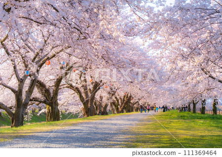 A row of cherry blossom trees in Asahi Funakawa (soft focus) 111369464
