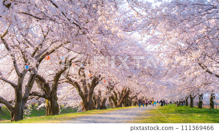 A row of cherry blossom trees in Asahi Funakawa (soft focus) 111369466