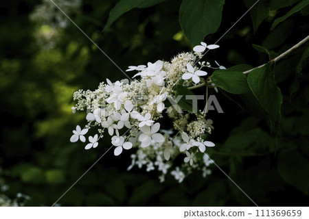 Nori Tougi 111369659