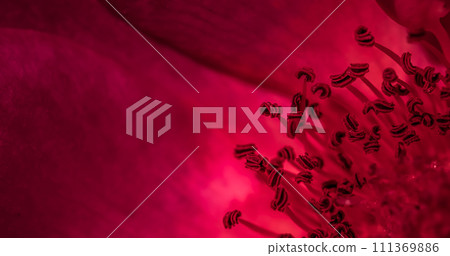 Red rose petals. Soft focus. Macro flowers background for holiday brand design. Red rose petals. Soft focus. Macro flowers background for holiday brand design. 111369886