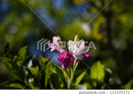 Deutzia gracilis Deutzia gracilis 111370171